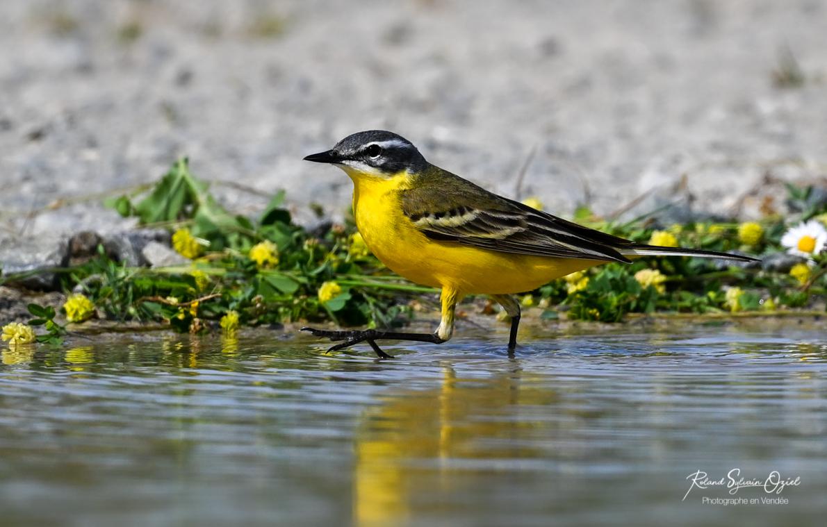 Bergeronnette printanière Gite avec stage de photo animalière découverte des oiseaux