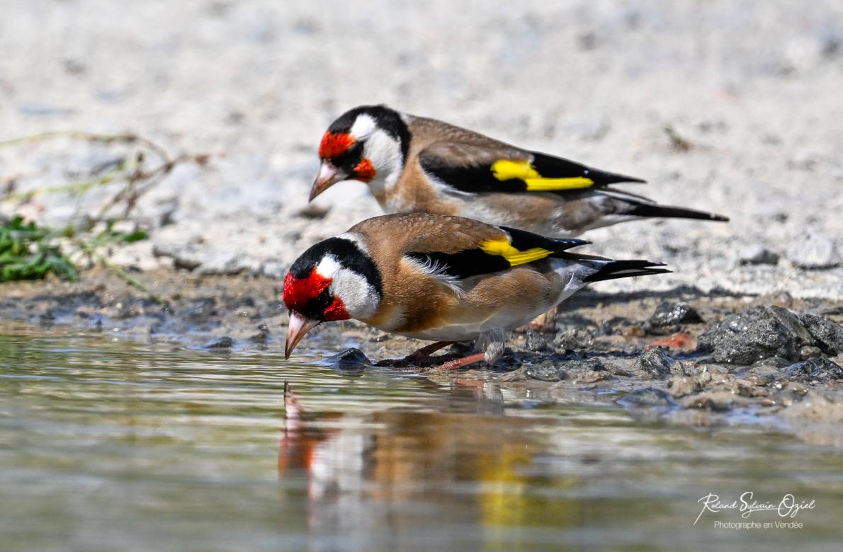 Stage de photo animalière en Vendée pendant votre séjour de vacances