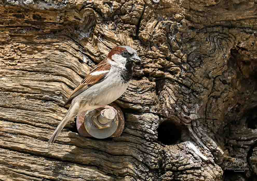 Gîte avec des oiseaux de la Nature