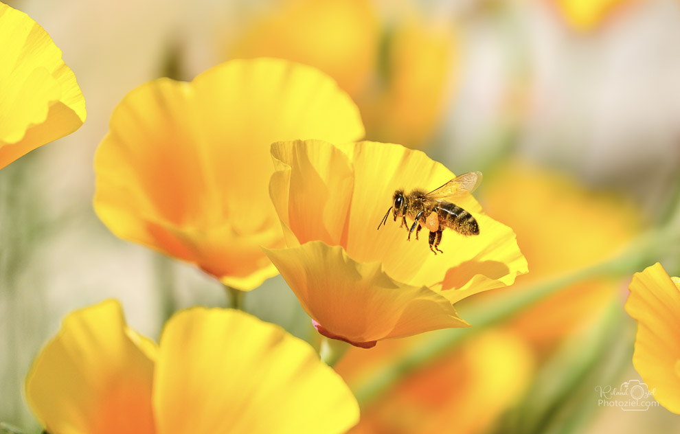 Gîtes avec des fleurs et des abeilles