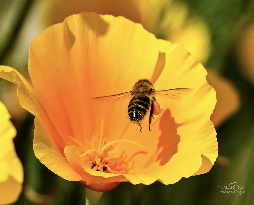 Abeille sur une fleur orange