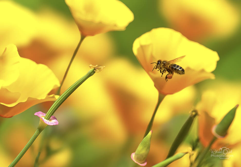 Gite 5 à 6 personnes dans la campagne avec jardin fleuri