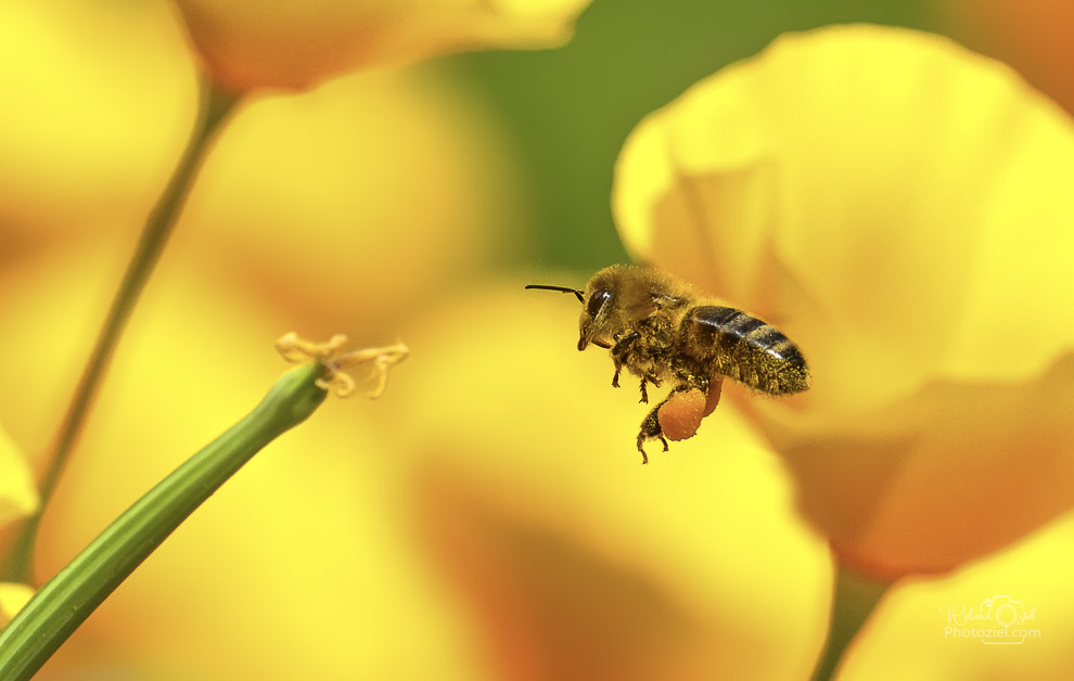 Gites avec des fleurs et des abeilles