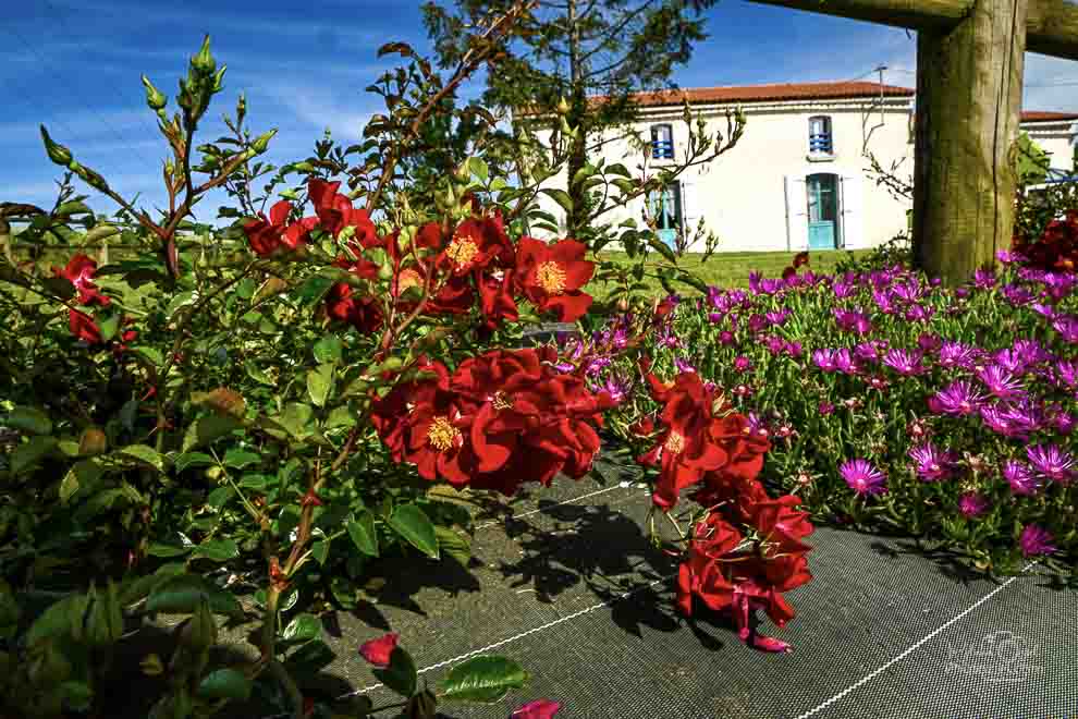 Gîte rural les Rosiers en Vendée au calme