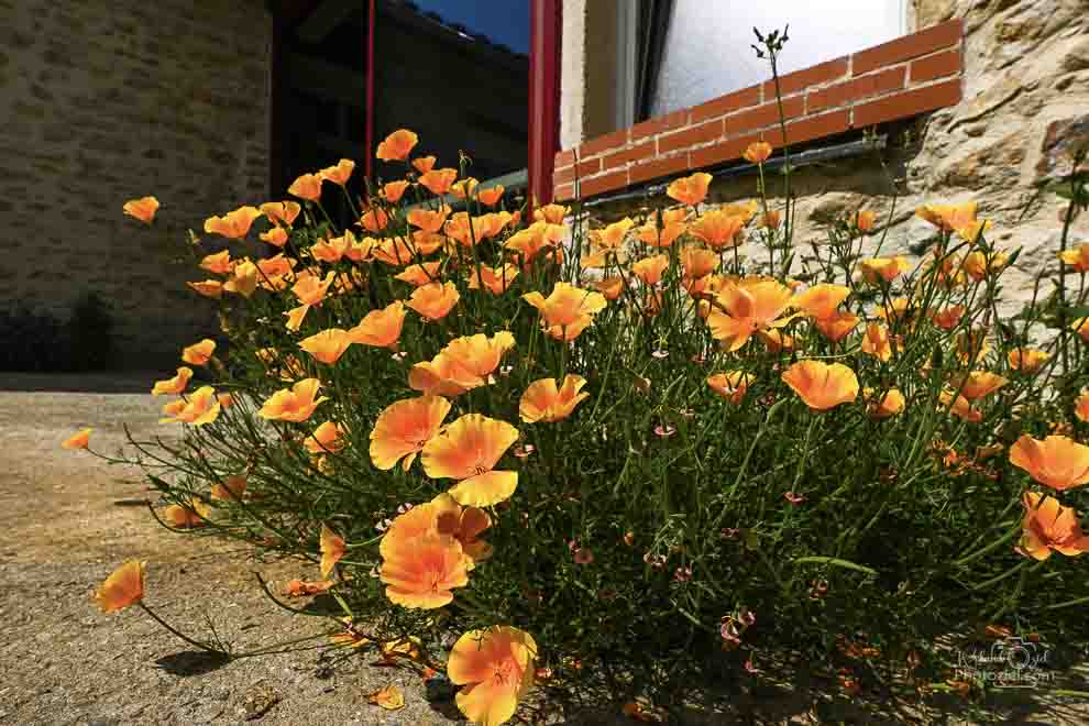 Gîte fleuri en Vendée