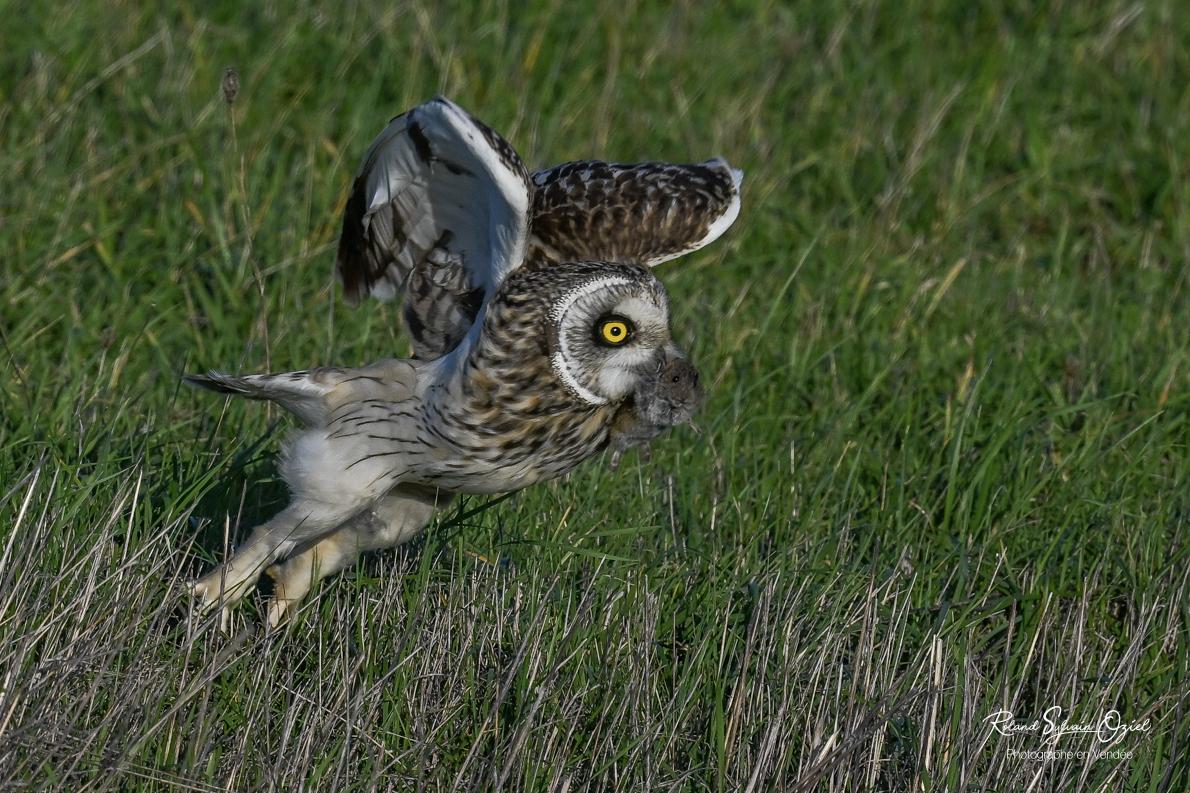 Gite avec stage de photo animalière découverte des oiseaux