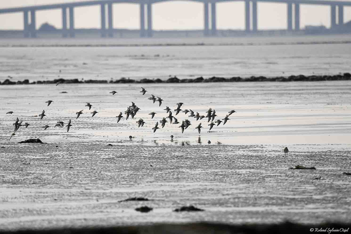 Le pont de Noirmoutier vu à partir du Passage du Gois