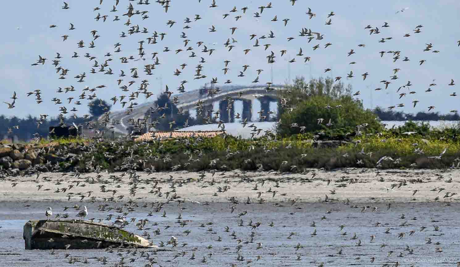 Le pont de noirmoutier à travers des colonies d&apos;oiseaux qui volent