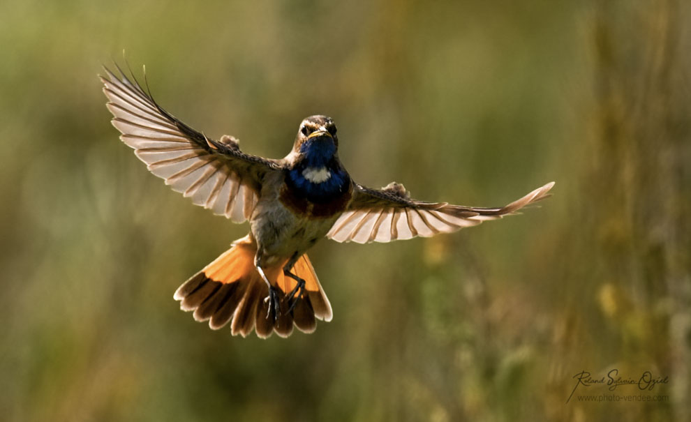 Gorgebleue à miroir  stage photo animalière pendant votree séjour en gîte