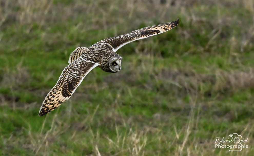 Hibou des marais stage photo animalière pendant vos vacances