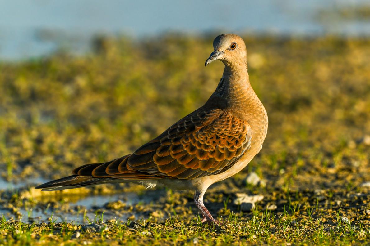 Gite avec possibiliité de découverte des oiseaux et de la photo