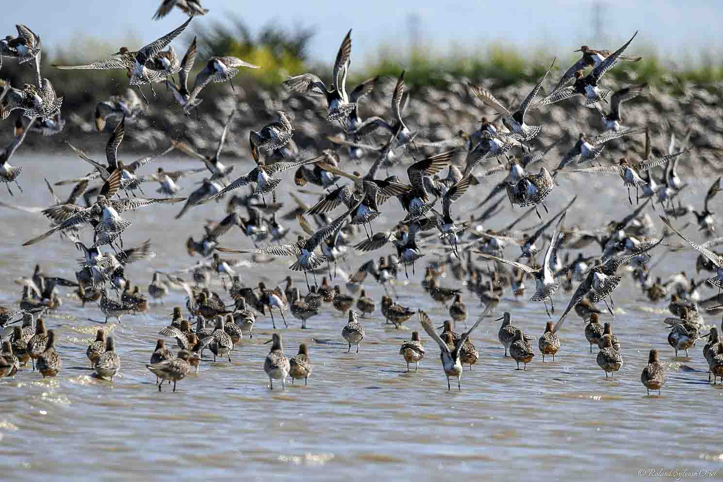 Rendez-vos des milliers d&apos;oiseaux migrateurs au Passage du Gois