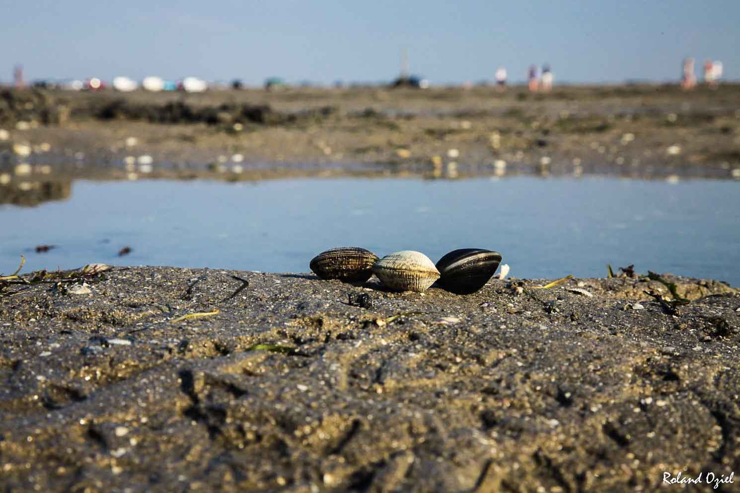 Le Passage du Gois haut lieeu de la pêche à pied 