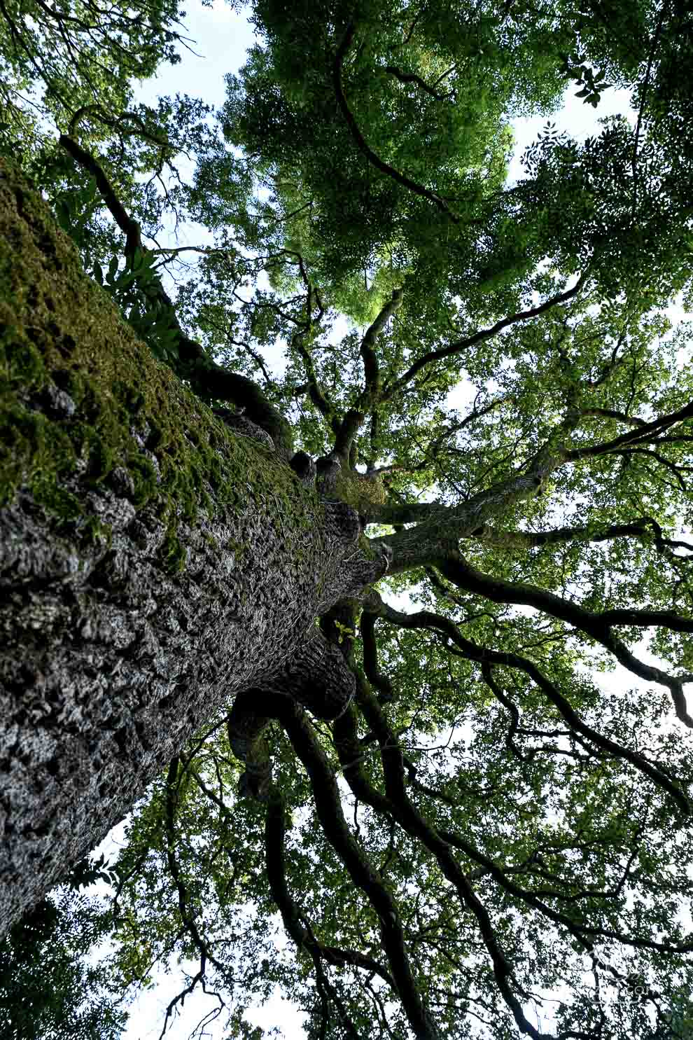 Sentier d&apos;Amanéa le chêne Roi